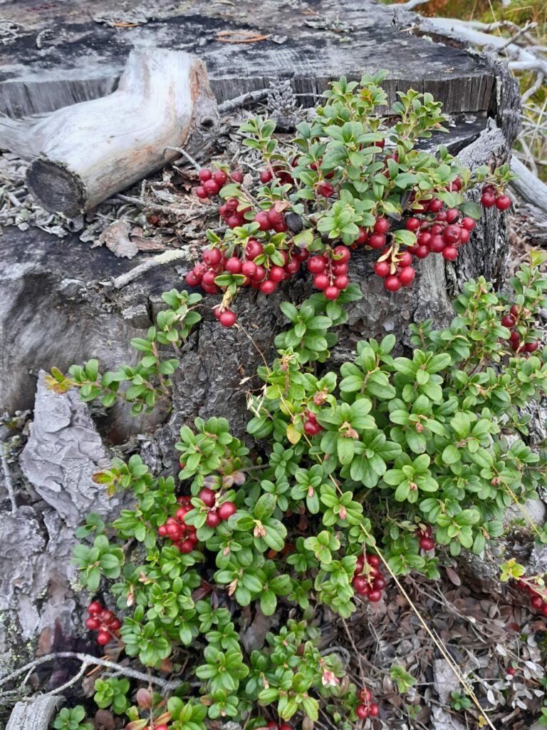 Berry excursion