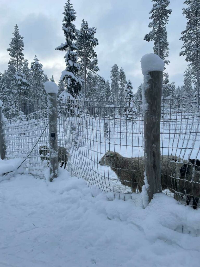 mini farm at northernlight guesthouse kuusamo