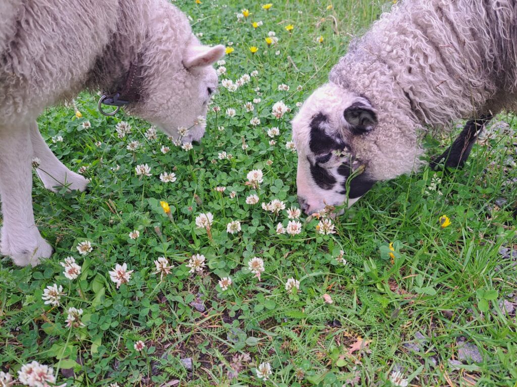 sheeps in mini-farm in finlande